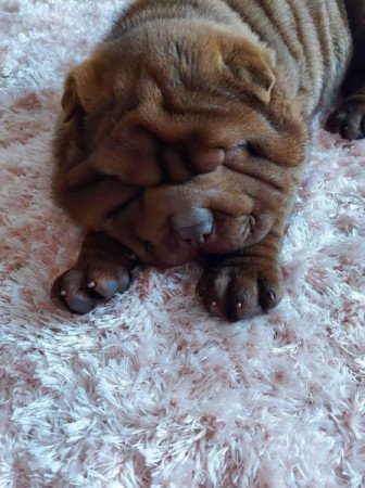 Shar pei sharpei shar-pei