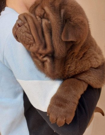 Shar pei sharpei shar-pei