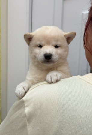 Shiba inu