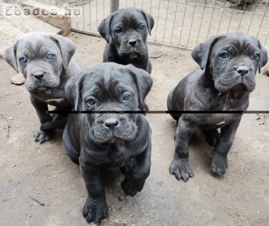 Cane Corso kiskutyák