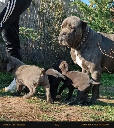 Cane Corso