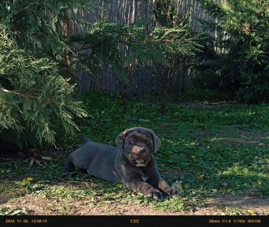 Cane Corso