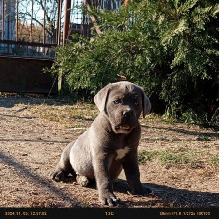 Cane Corso