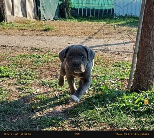 Cane Corso