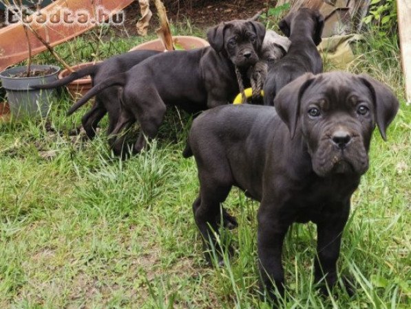 Cane Corso kiskutyák