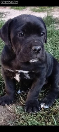 Cane corso jellegű kislány