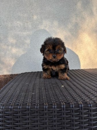 Yorkshire terrier