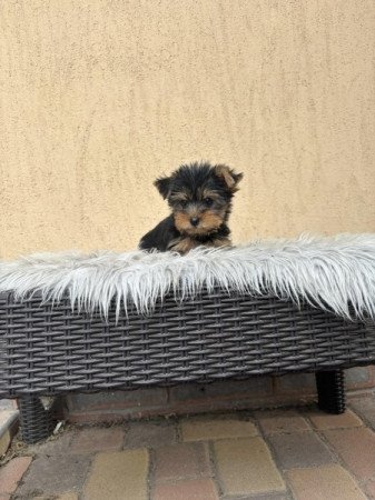 Yorkshire terrier