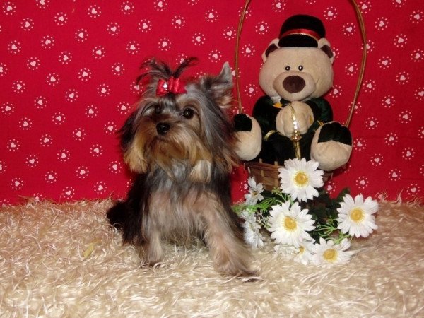 Yorkshire Terrier, Yorki