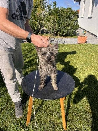 Cairn terrier