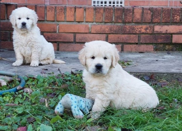 Golden Retriever