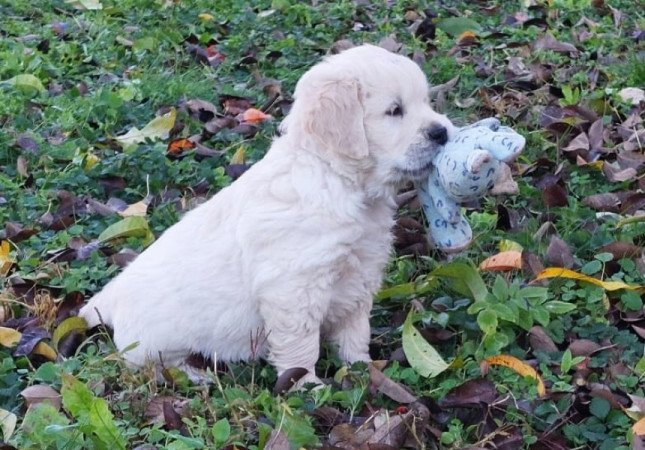 Golden Retriever