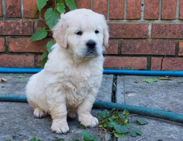 Golden Retriever