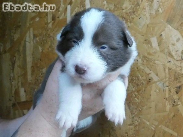 Törzskönyvezett border collie kölykök eladók