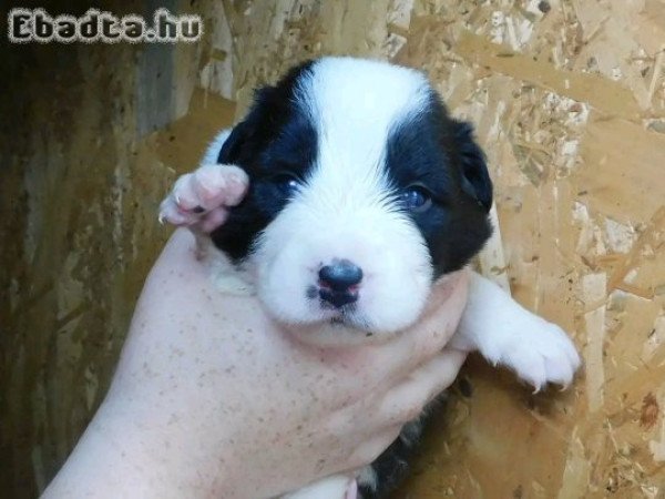 Törzskönyvezett border collie kölykök eladók