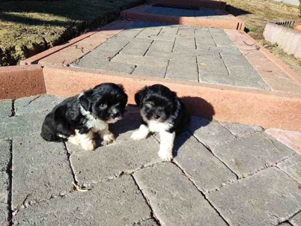 Bichon havanese