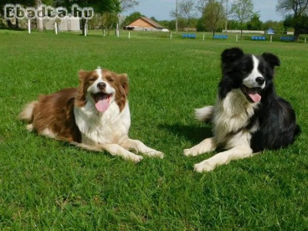 Törzskönyvezett border collie kölykök eladók