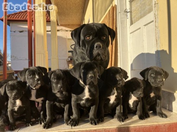 Cane Corso kölykök