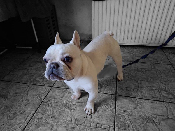 Francia bulldog