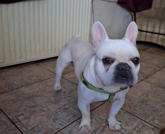 Francia bulldog