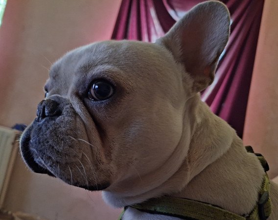 Francia bulldog