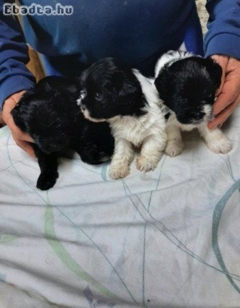 Bichon havanese kiskutyák 06301680085