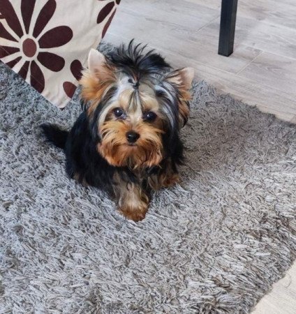 Yorkshire Terrier