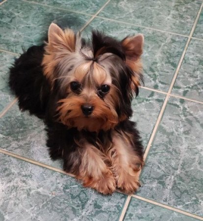 Yorkshire Terrier