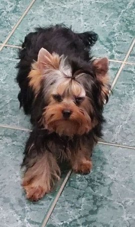 Yorkshire Terrier