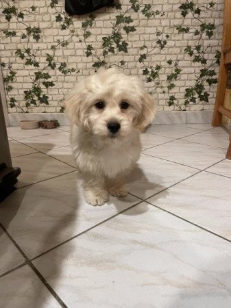 Maltipoo maltai selyem es torpe uszkar