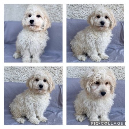 Maltipoo maltai selyem es torpe uszkar