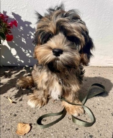 Merle Maltipoo maltai es torpe uszkar