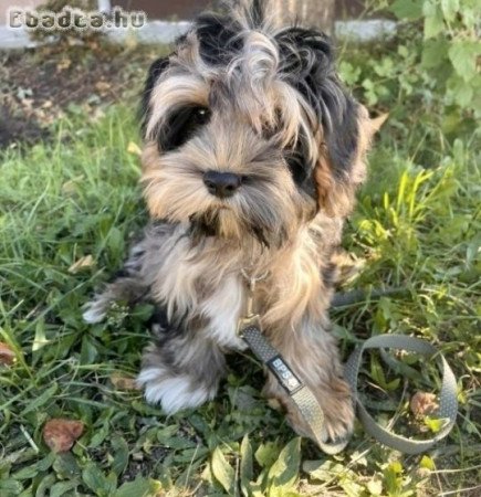 Merle maltipoo is a rarity