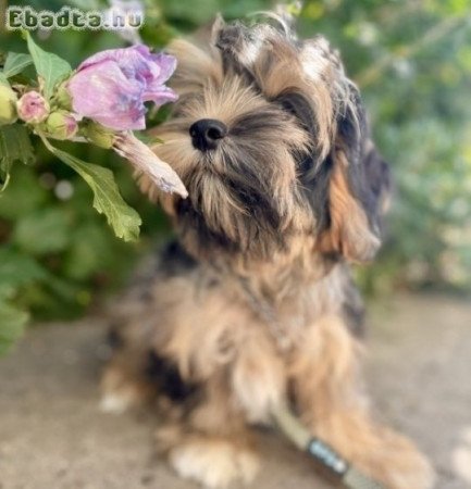 Merle maltipoo is a rarity