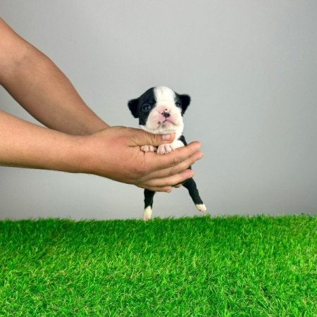 Boston Terrier