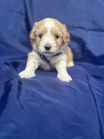 Bichon Havanese