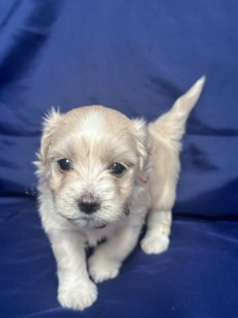 Bichon Havanese