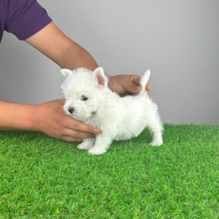 Westie