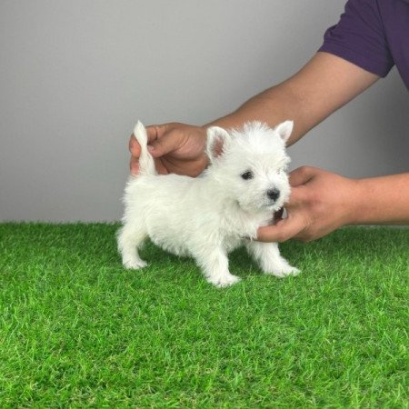 Westie