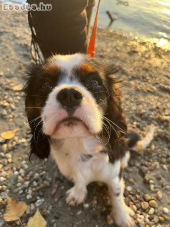 Gazdikereső Cavalier King Charles Spániel