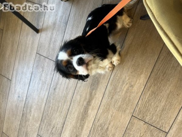 Gazdikereső Cavalier King Charles Spániel