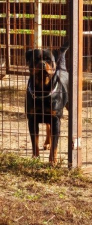 Rottweiler