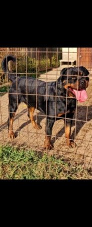 Rottweiler