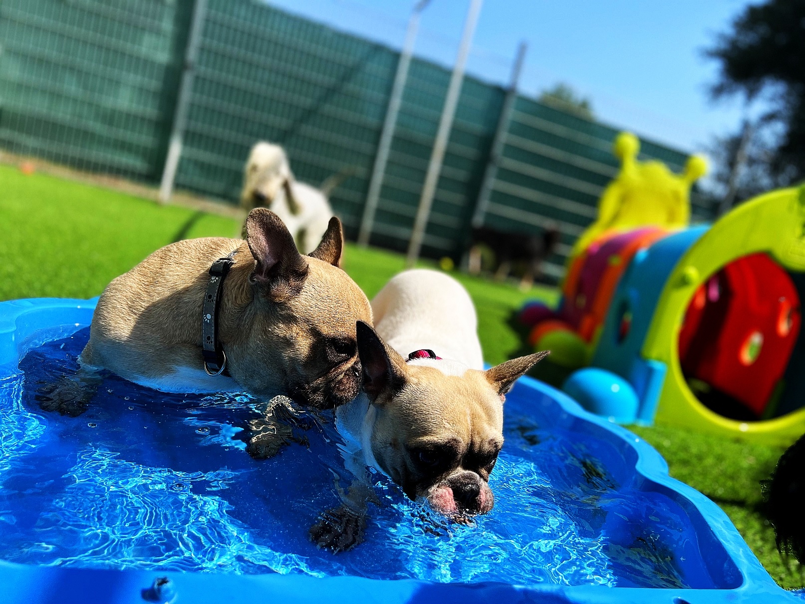 Dogmopolite Kutyapanzió és Kutyanapközi