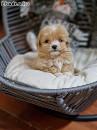 I am selling adorable maltipoo puppies