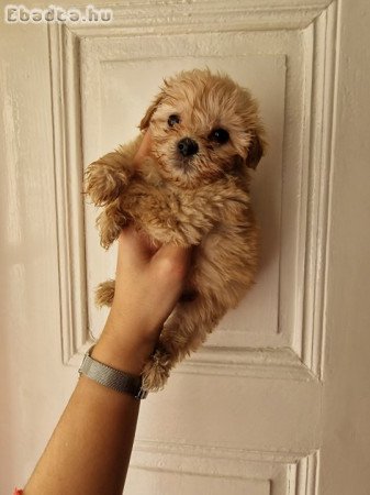 I am selling adorable maltipoo puppies