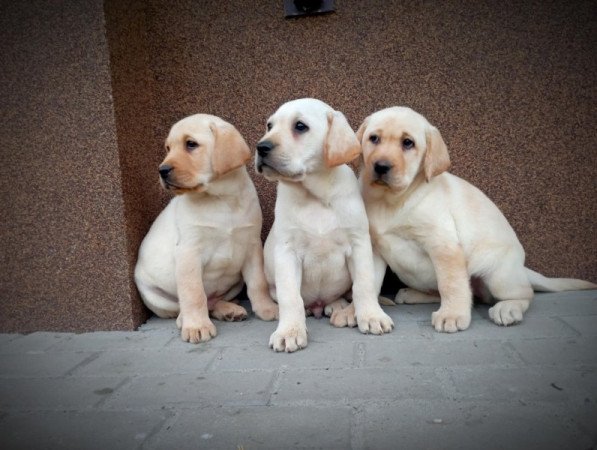 Labrador retriever