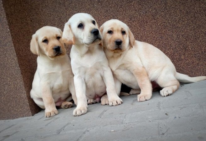 Labrador retriever