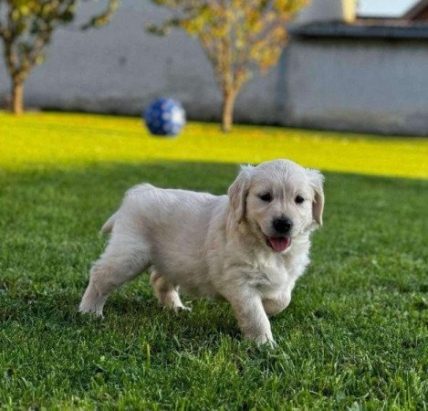 golden retriever