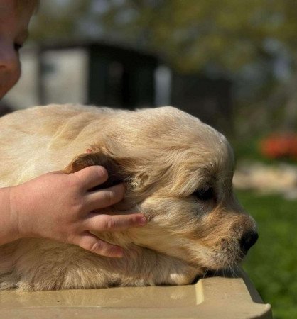 golden retriever